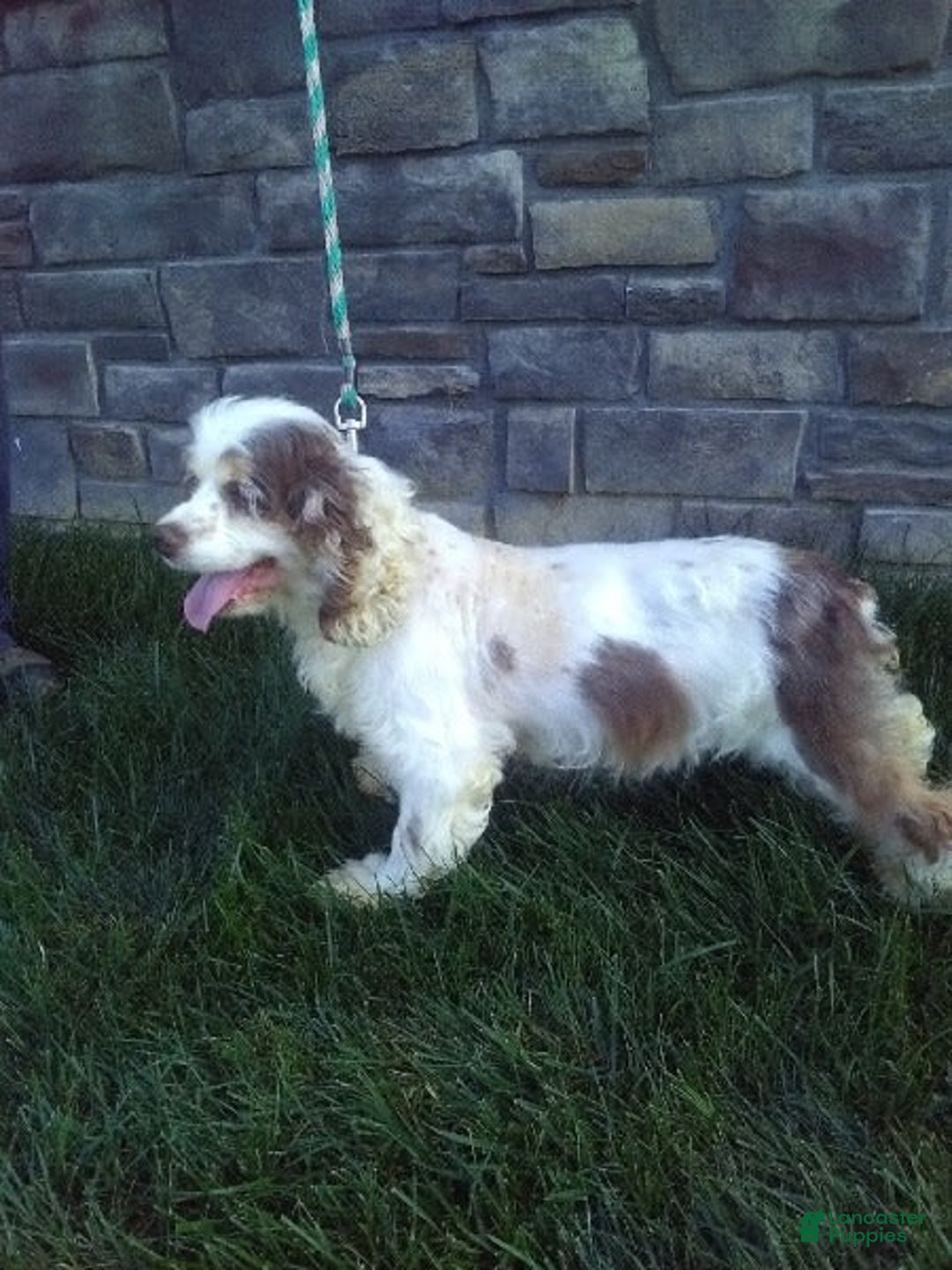 Cockapoo dogs for sale: Violet - Image 10