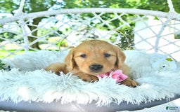 Golden Retriever dogs for sale: Abby - Image 10