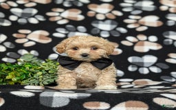 Maltipoo dogs for sale: Eli Toy Size - Image 3