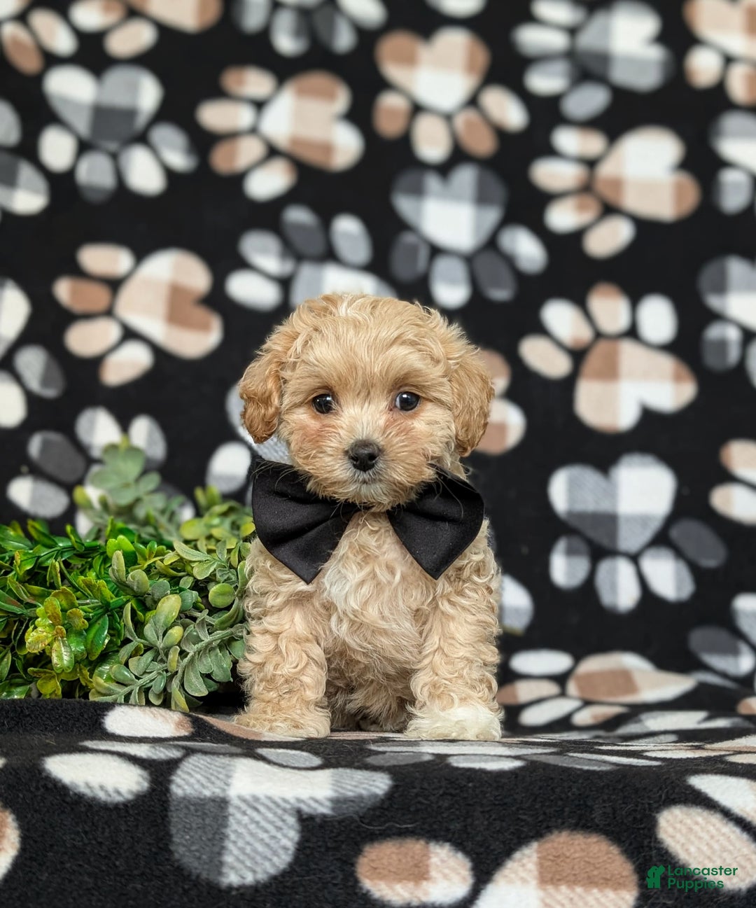 Maltipoo dogs for sale: Eli Toy Size - Image 3