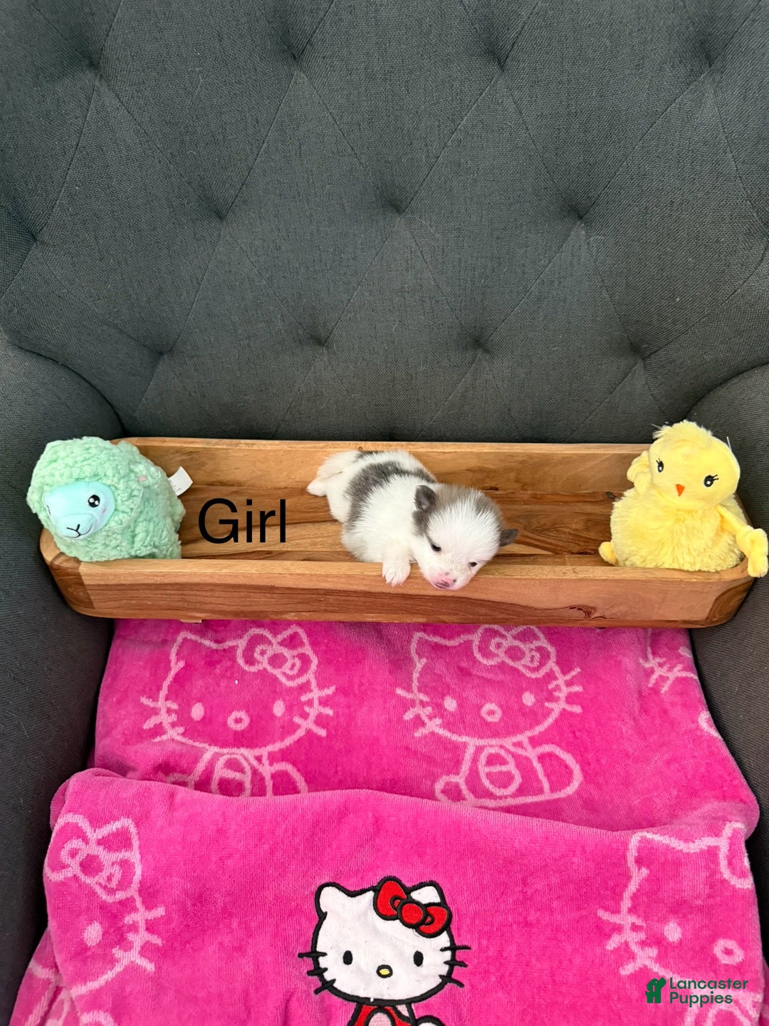 Pomeranian dogs for sale: Molly - Image 1