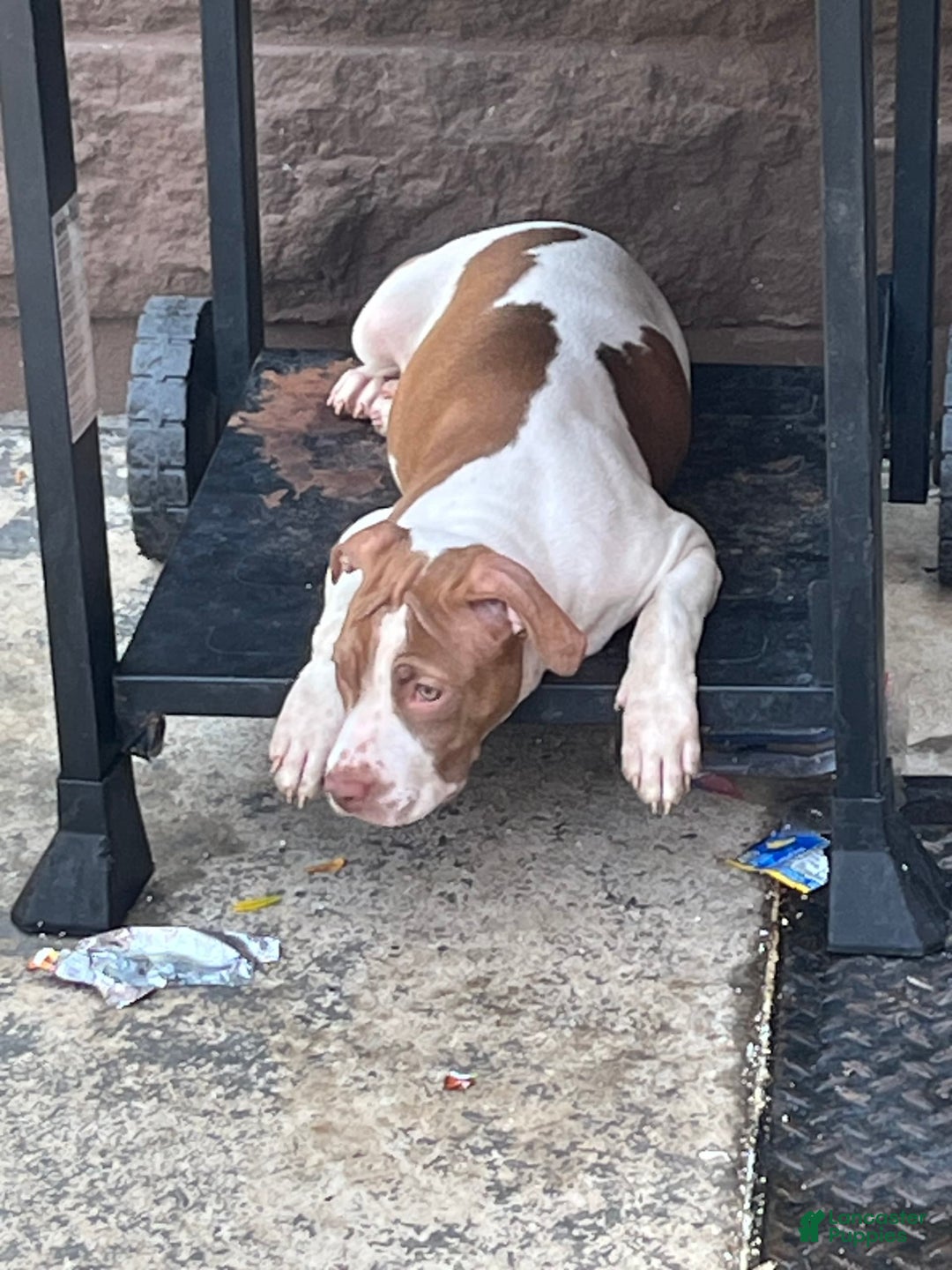 American Staffordshire Terrier dogs for sale: Cinnamon - Image 6