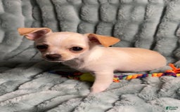 Chihuahua dogs for sale: Brody - Image 6