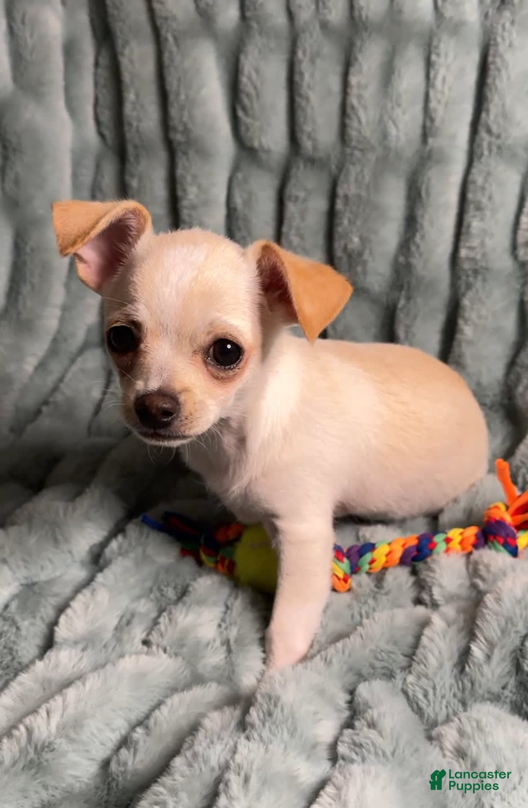 Chihuahua dogs for sale: Brody - Image 6