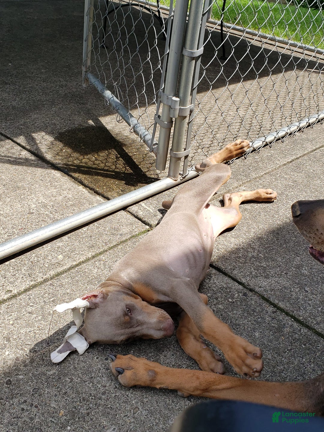 Doberman Pinscher dogs for sale: Meme - Image 2
