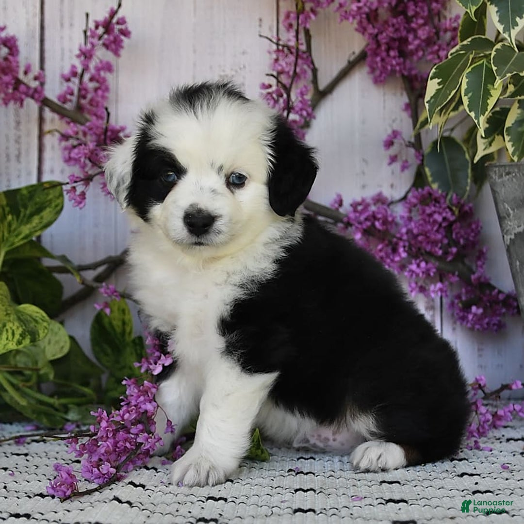 Miniature Australian Shepherd dogs for sale: Axel Toy - Image 17