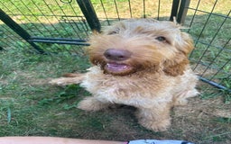 Goldendoodle dogs for sale: Wyatt - Image 7
