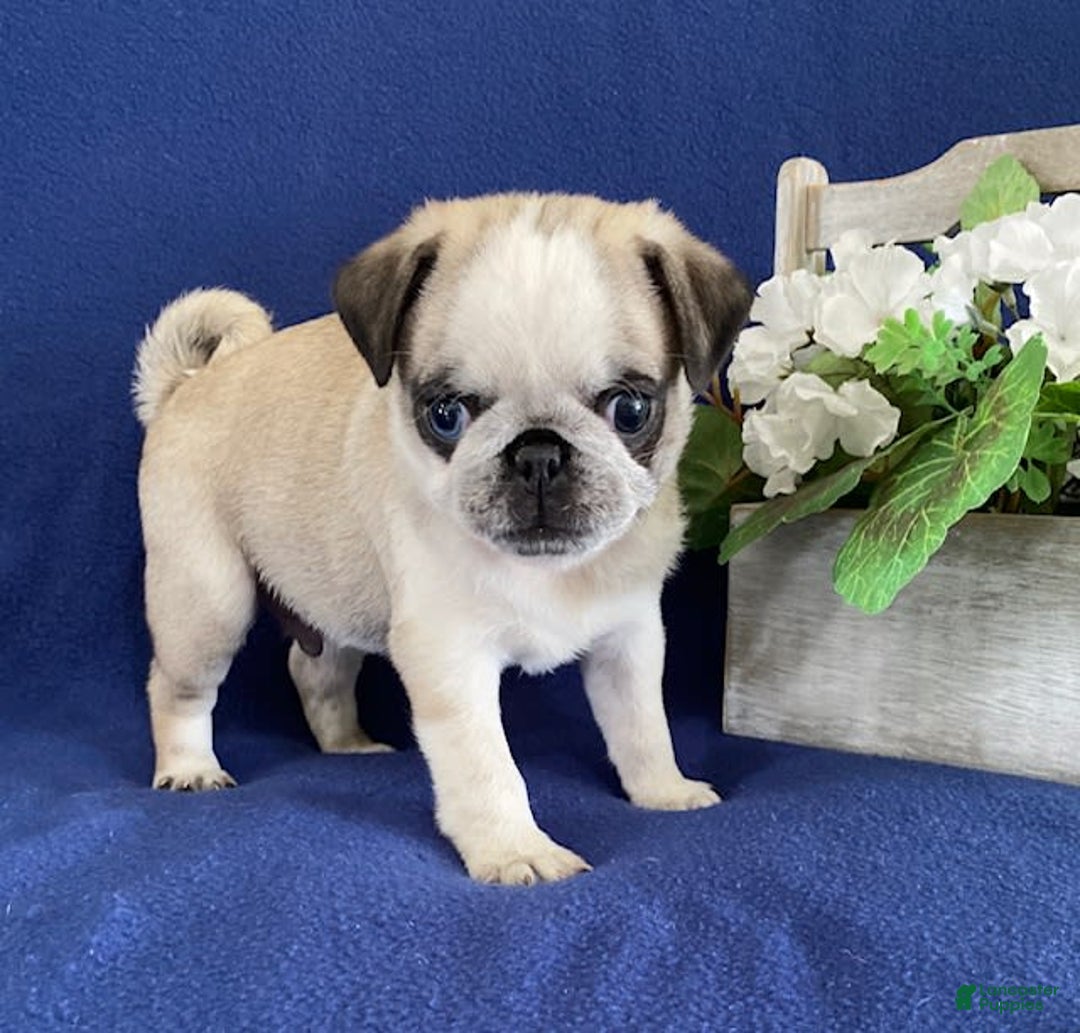 Pug dogs for sale: Delbert - Image 2