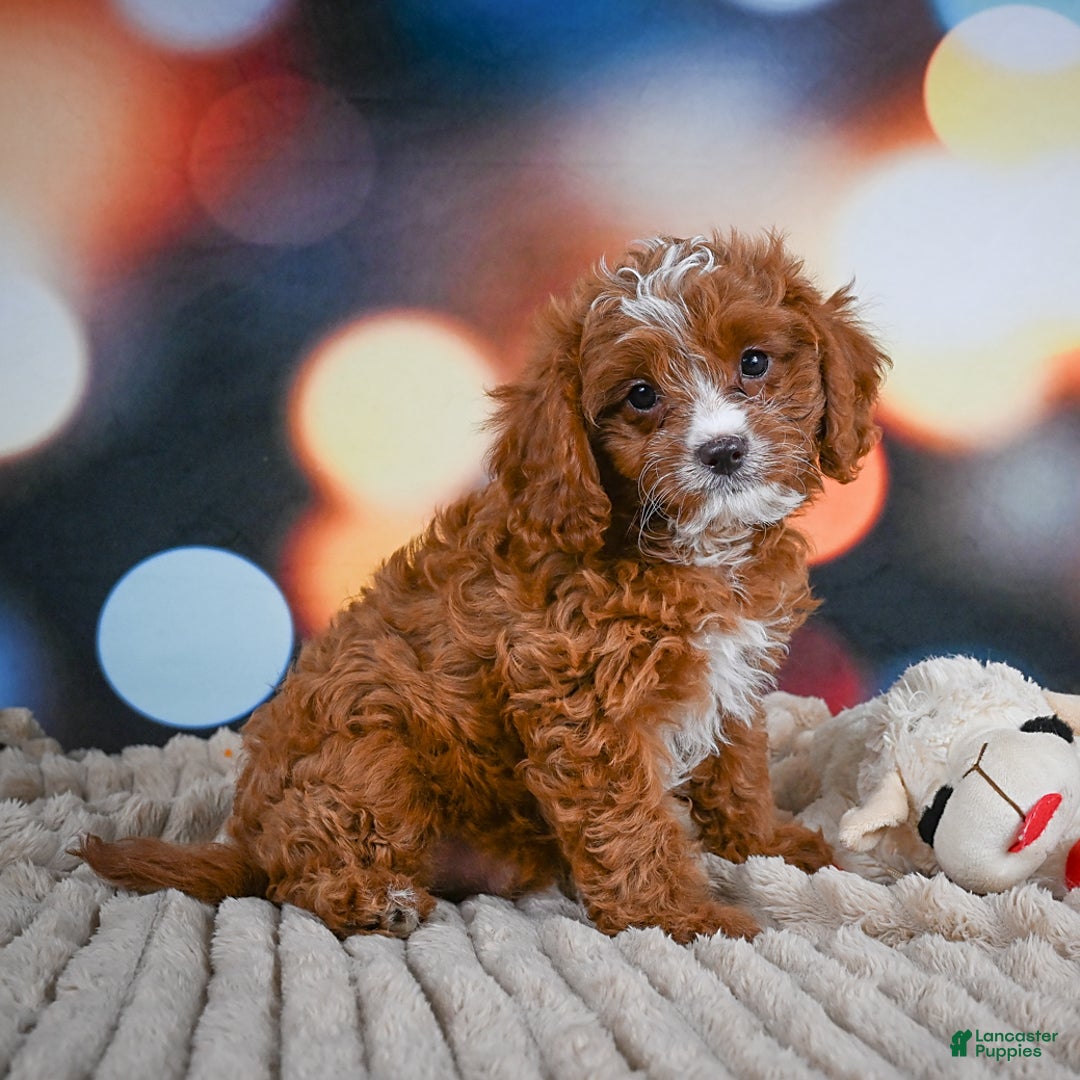 Cavapoo dogs for sale: Hank - Image 6
