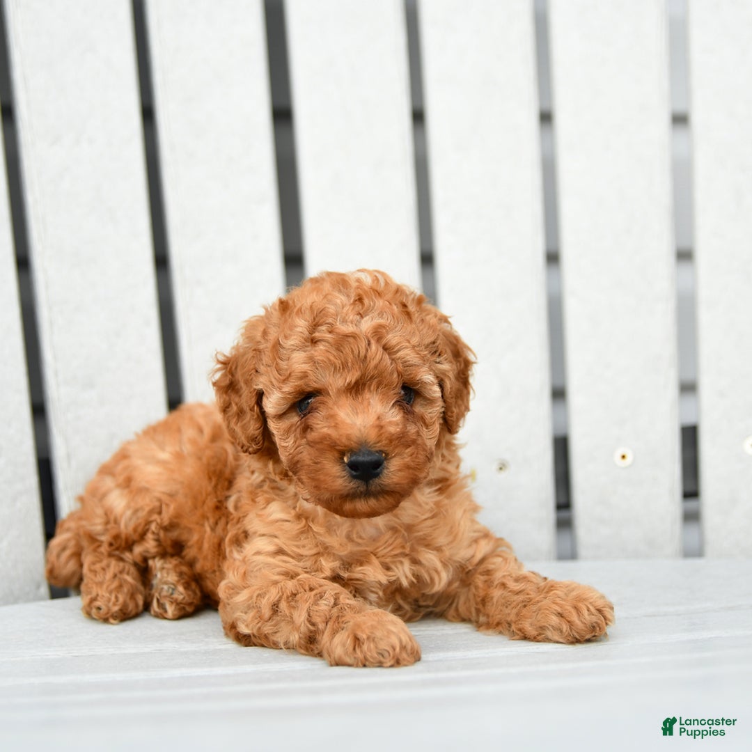 Toy Poodle dogs for sale: Parker - Image 5