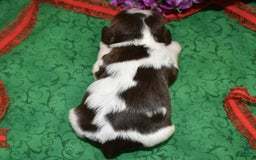 Cocker Spaniel dogs for sale: Acechocolatetanparticockerpuppy - Image 5