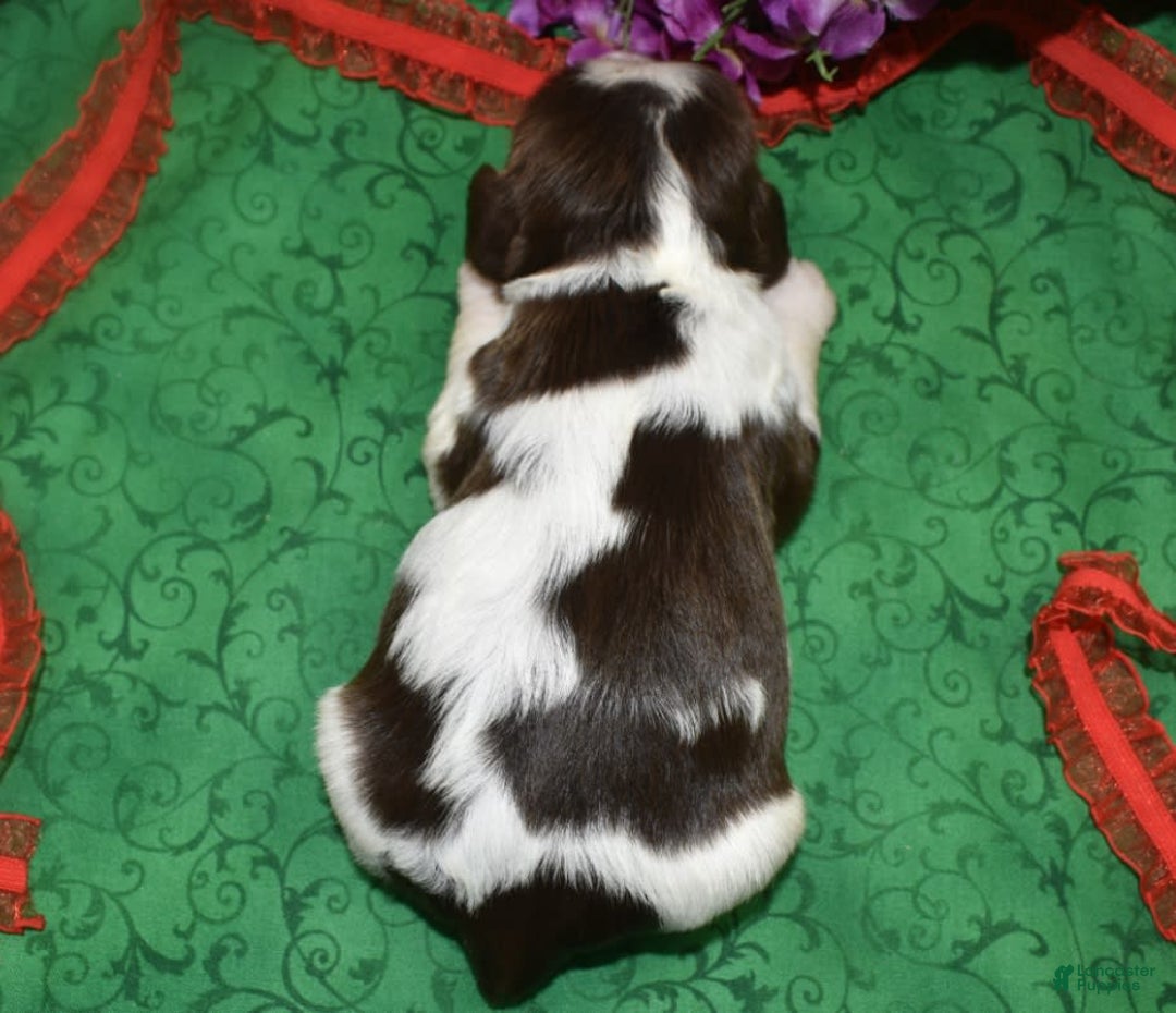 Cocker Spaniel dogs for sale: Acechocolatetanparticockerpuppy - Image 5