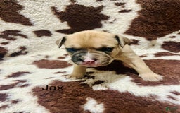 American Bully dogs for sale: Bandit - Image 2