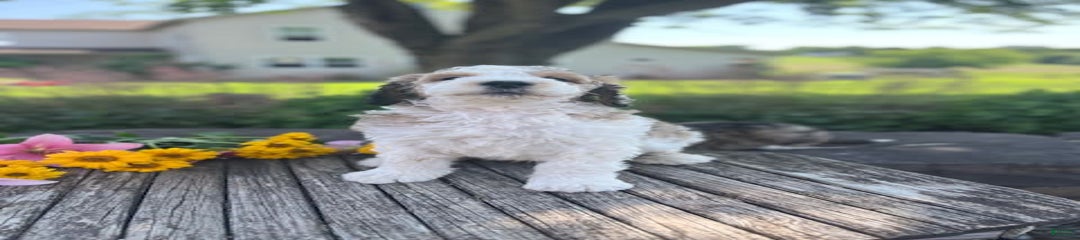 Sam