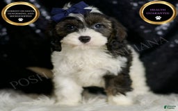 Cavapoo dogs for sale: Sammy - Image 4