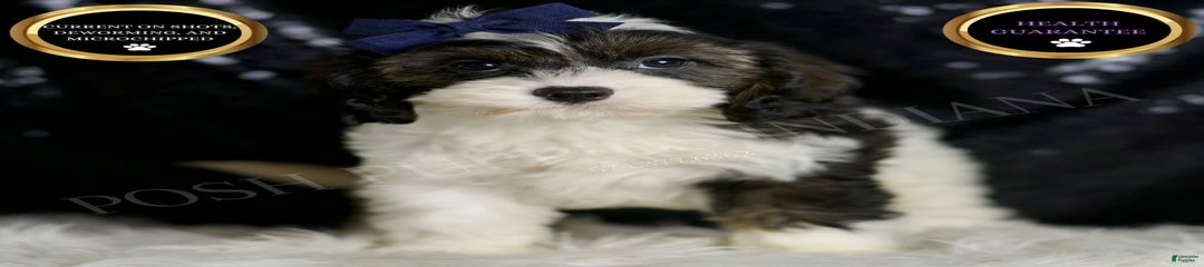 Sammy