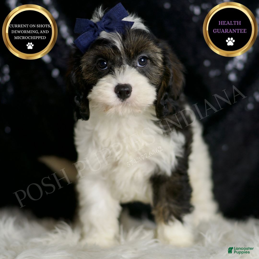 Cavapoo dogs for sale: Sammy - Image 4