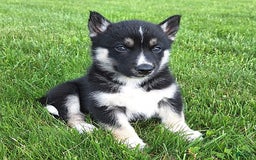 Gerberian Shepsky dogs for sale: Luna - Image 4
