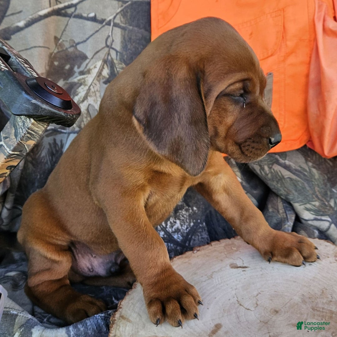 Redbone Coonhound dogs for sale: Grizzly - Image 2