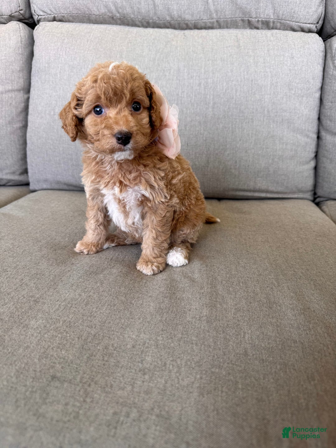  dogs for sale: Mini Goldendoodle 6 puppies - Image 5