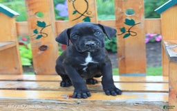 Cane Corso dogs for sale: Kingston - Image 1