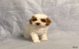Miniature Poodle dogs for sale: Lily - Image 13