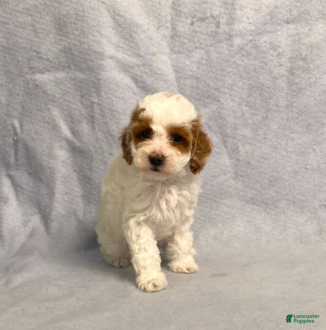 Miniature Poodle dogs for sale: Lily - Image 13