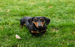 Miniature Dachshund dogs for sale: Bucky - Image 7