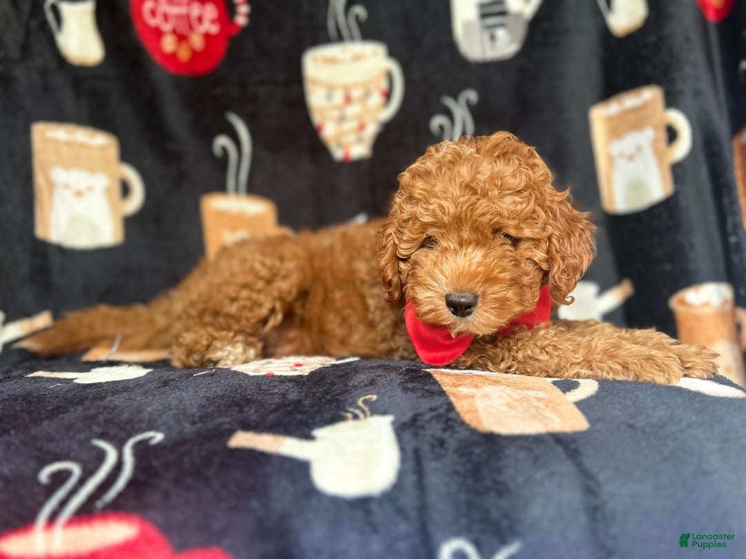 Cavapoo dogs for sale: Mickey - Image 1