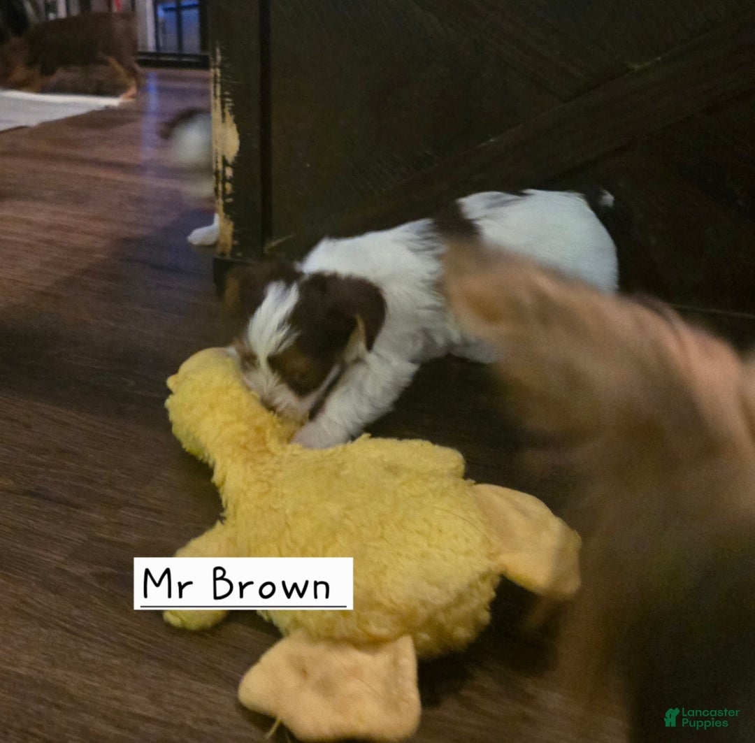 Yorkshire Terrier dogs for sale: Mr Brown - Image 3