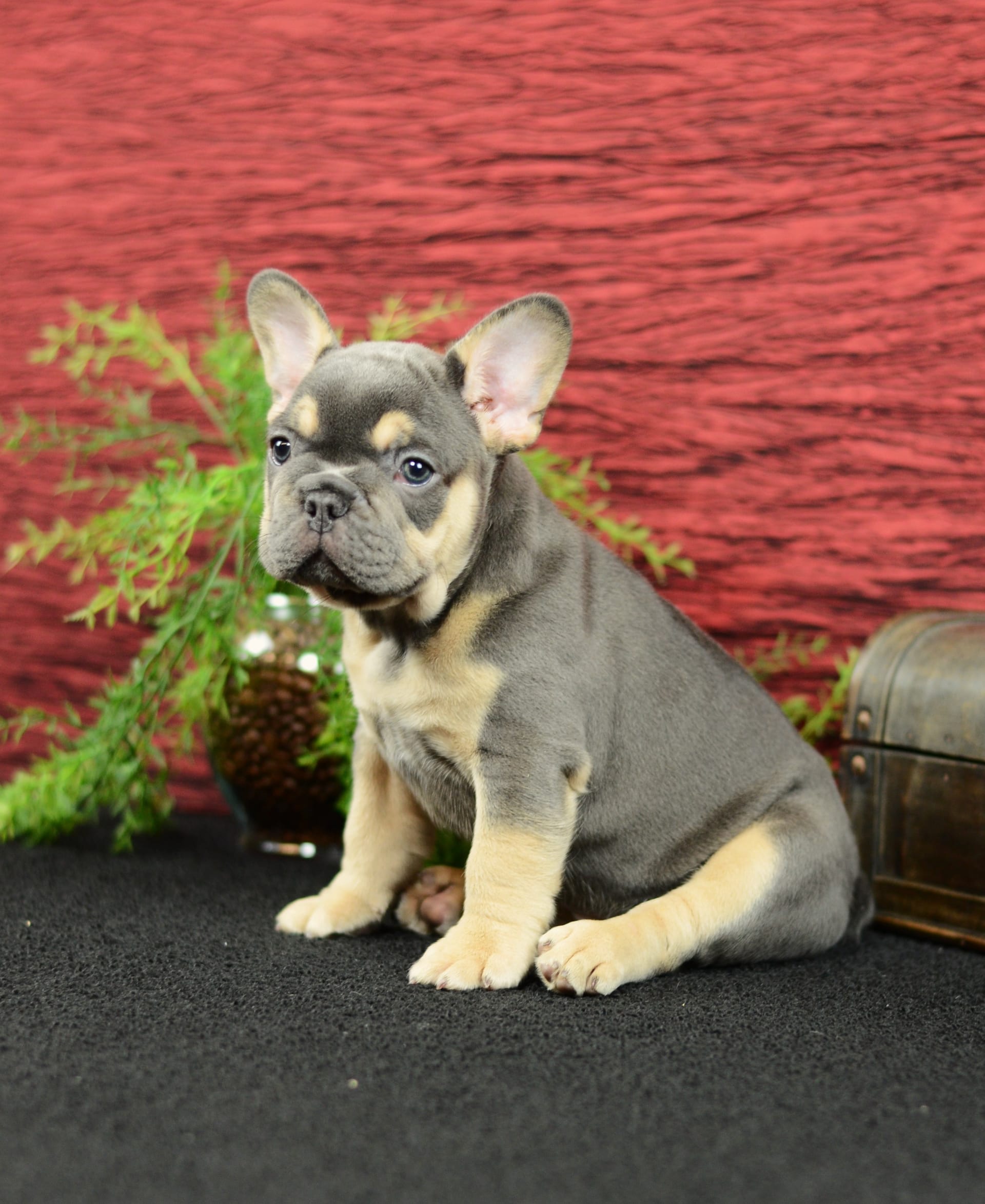 French Bulldog dogs for sale: Trooper - Image 3