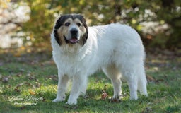Great Pyrenees dogs for sale: Teddy - Image 3