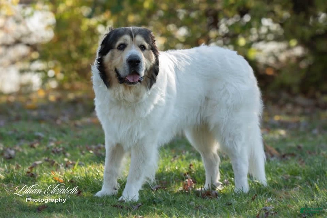 Great Pyrenees dogs for sale: Teddy - Image 3