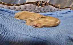 Mini Goldendoodle dogs for sale: Austin - Image 4