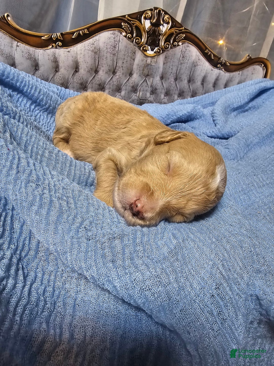 Mini Goldendoodle dogs for sale: Austin - Image 4