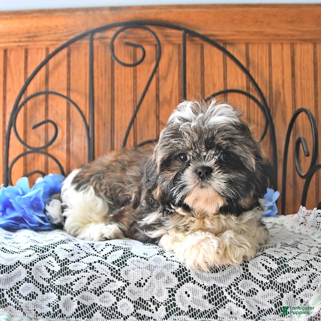Shih Tzu dogs for sale: Charlotte - Image 9