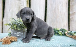 Cane Corso dogs for sale: Flick - Image 1