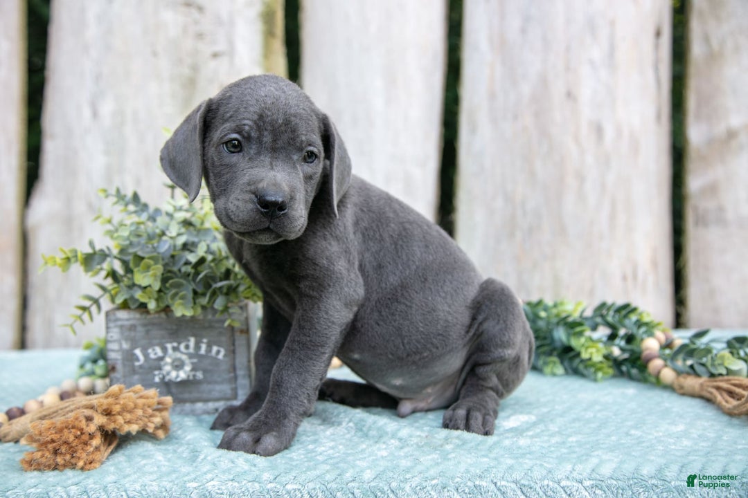 Cane Corso dogs for sale: Flick - Image 1