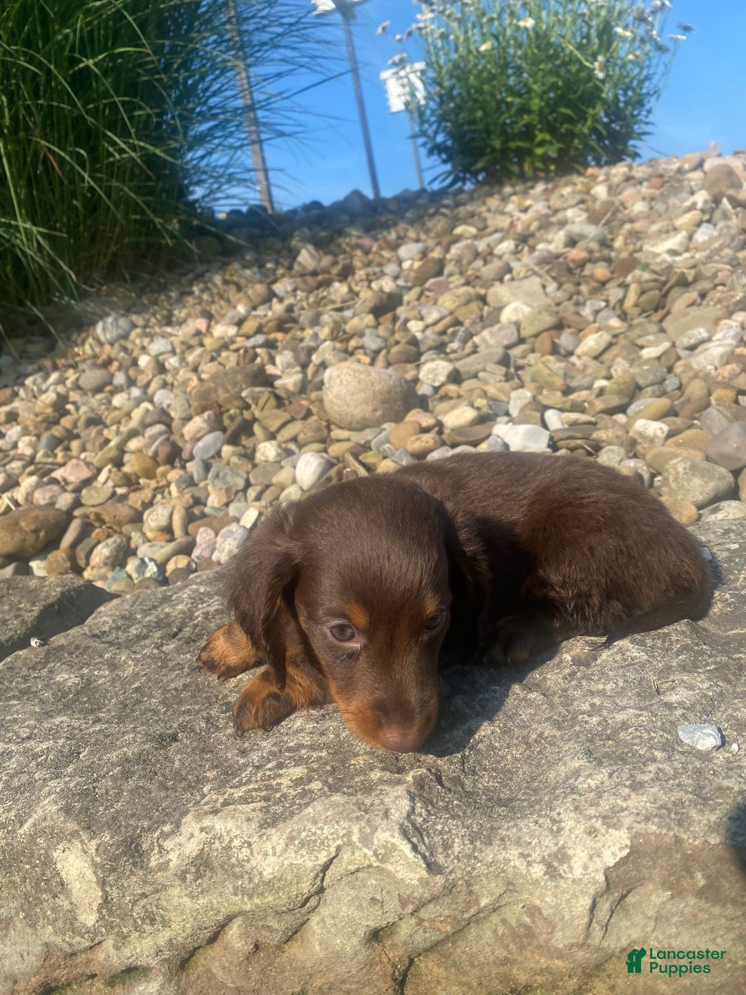 Miniature Dachshund dogs for sale: Beans - Image 8