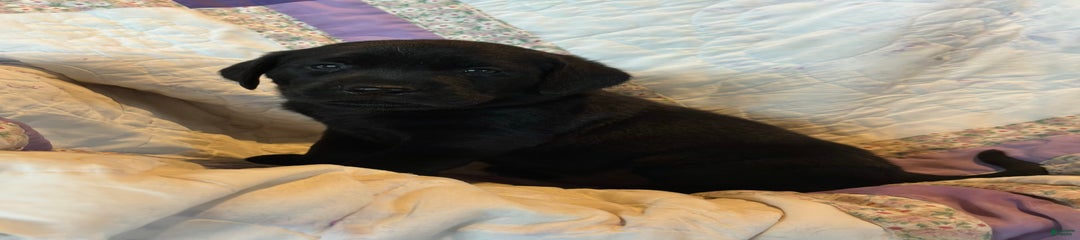 Cooper