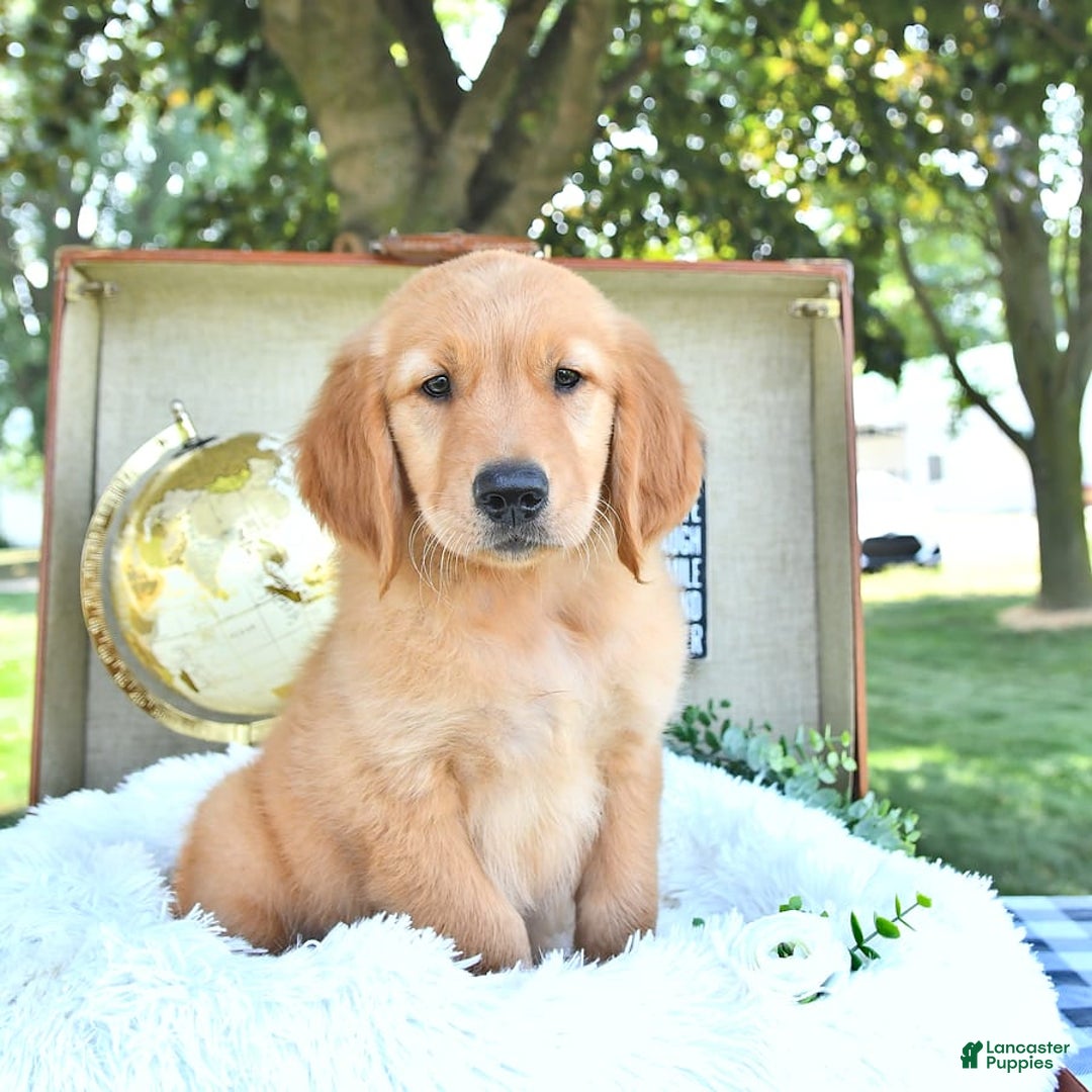 Golden Retriever dogs for sale: Anson - Image 8