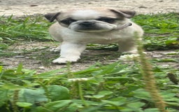 Pug dogs for sale: Pug 1 puppies - Image 1