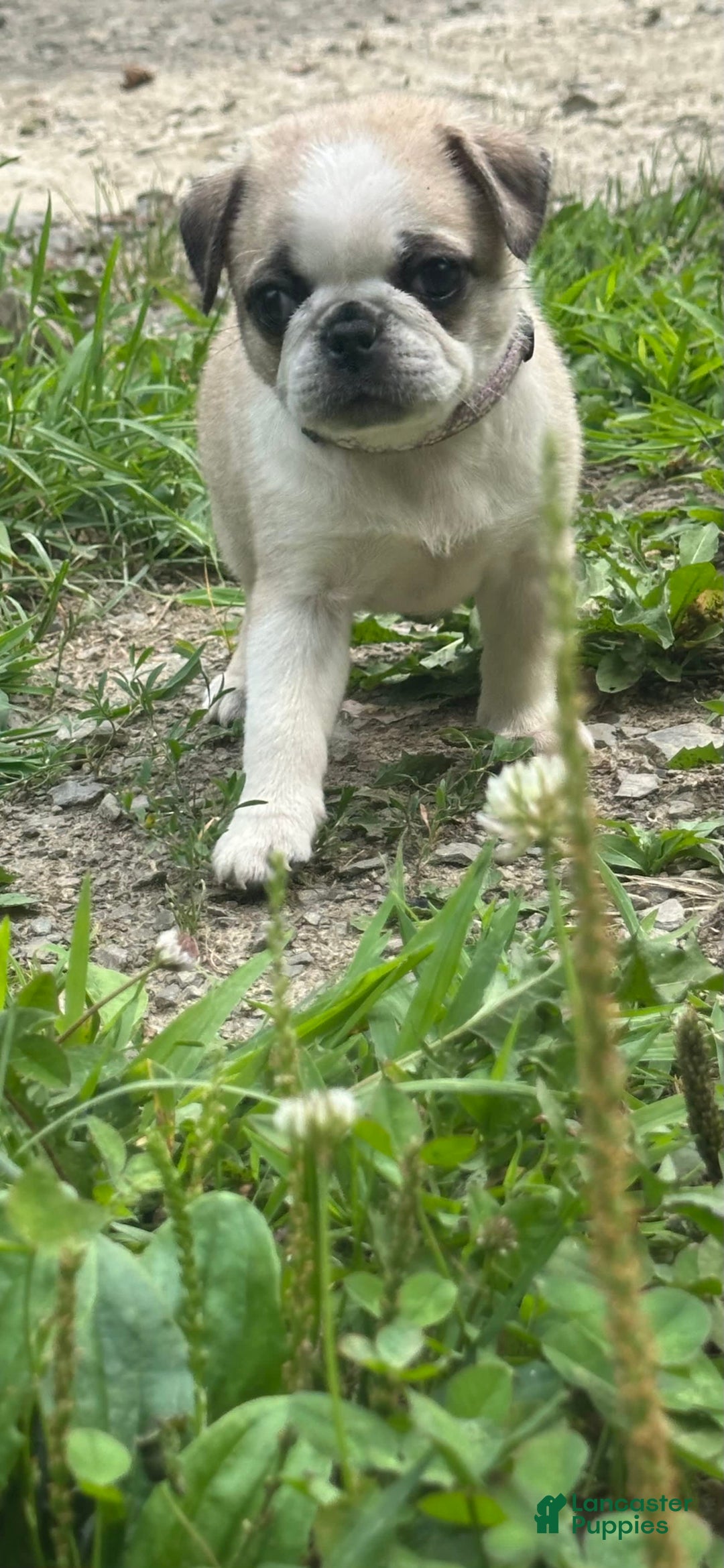 Pug dogs for sale: Pug 1 puppies - Image 1