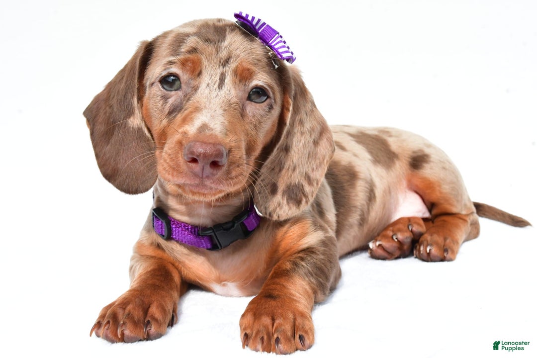 Miniature Dachshund dogs for sale: Grace - Image 4