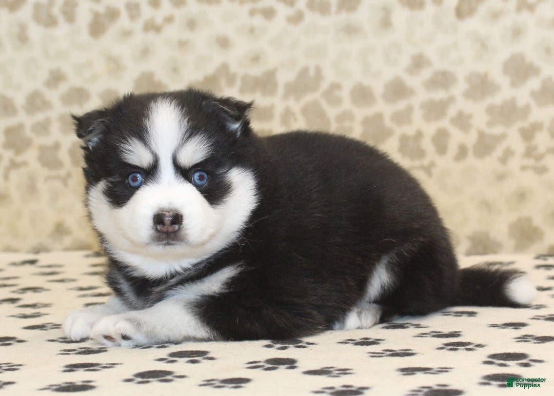 Pomsky dogs for sale: Chief - Image 2