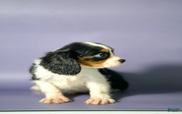 Cavalier King Charles Spaniel dogs for sale: Cavalier King Charles Spaniel 3 puppies - Image 2