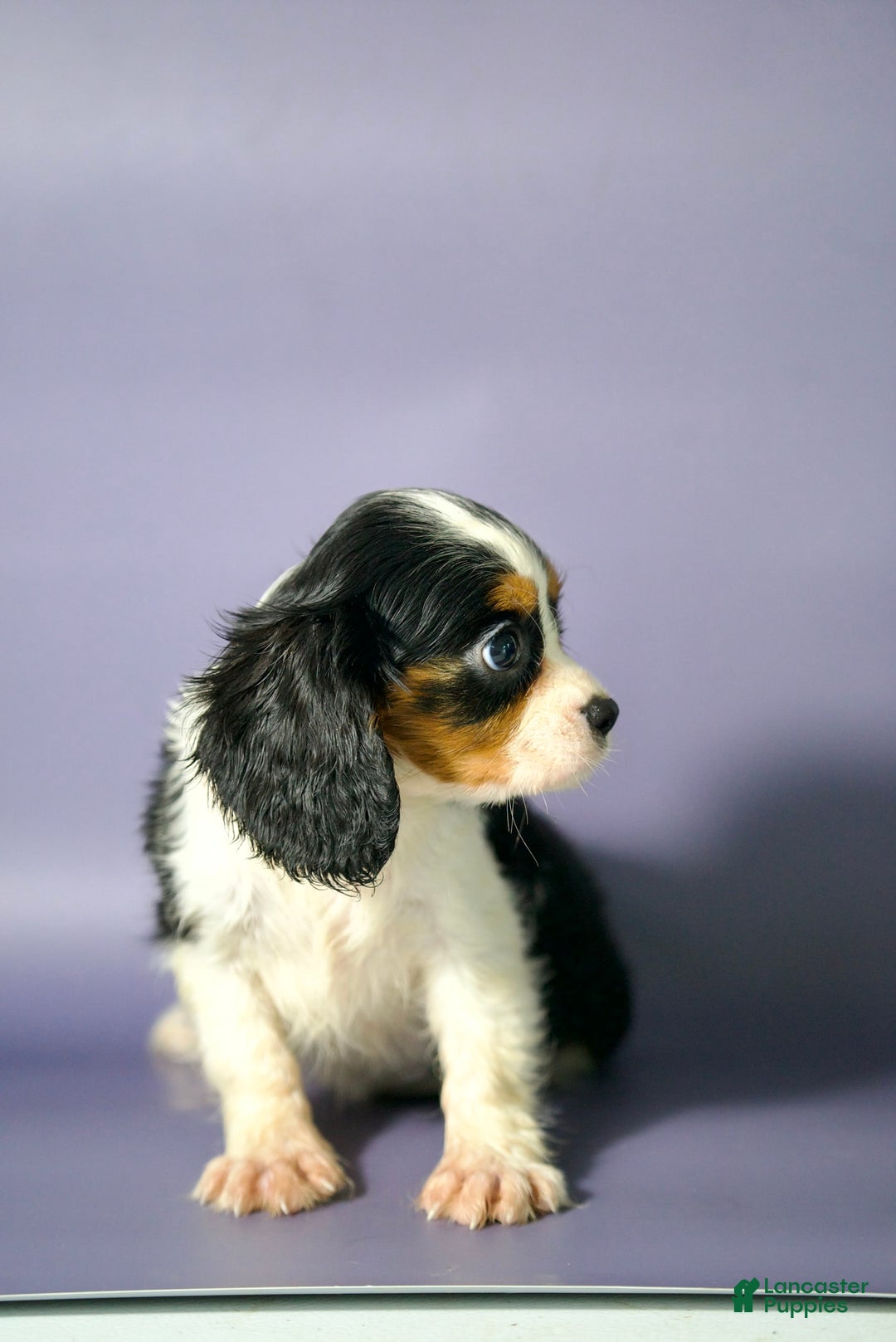 Cavalier King Charles Spaniel dogs for sale: Cavalier King Charles Spaniel 3 puppies - Image 2