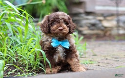 Goldendoodle dogs for sale: Balto - Image 2
