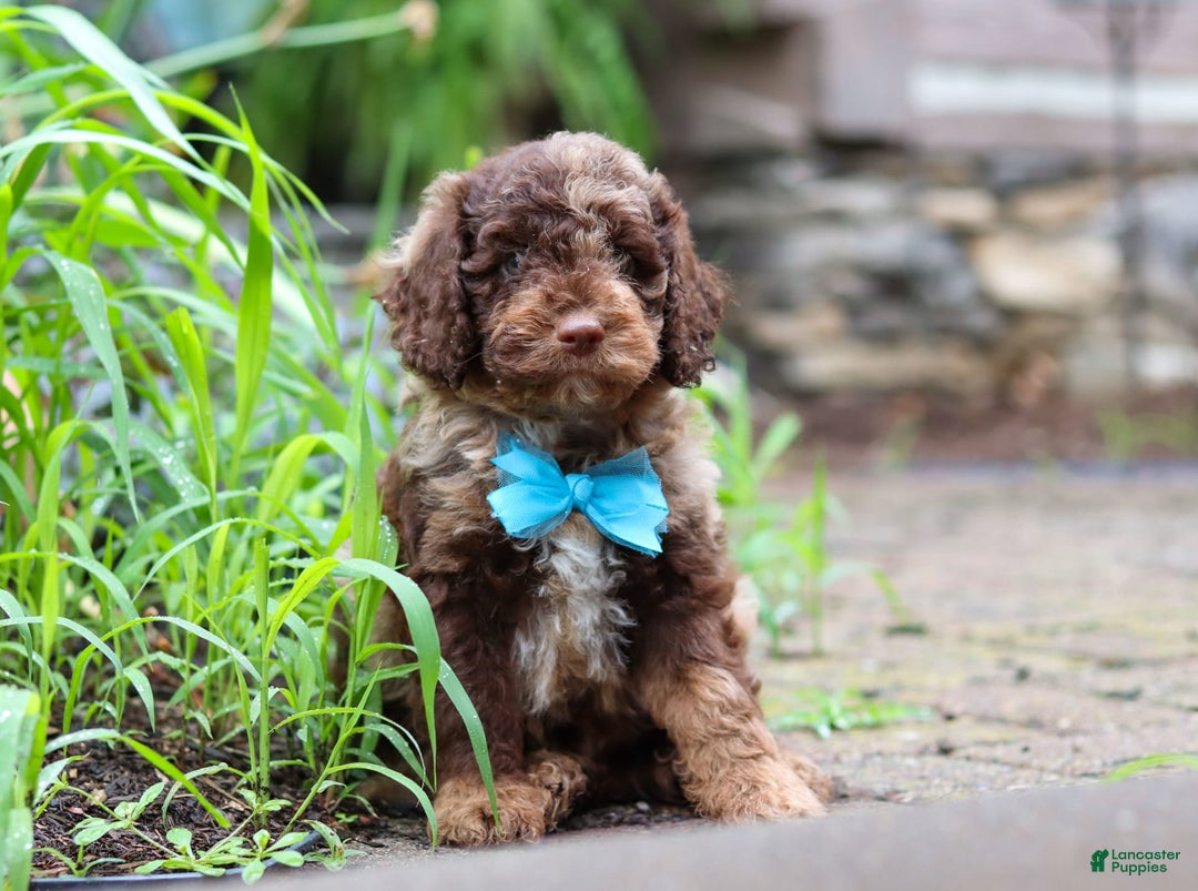 Goldendoodle dogs for sale: Balto - Image 2