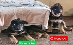 German Shepherd dogs for sale: Frankie - Image 2